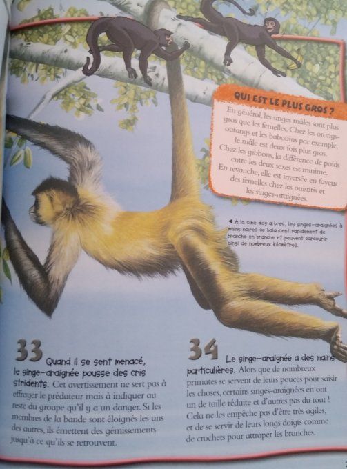 100 infos à connaître les singes