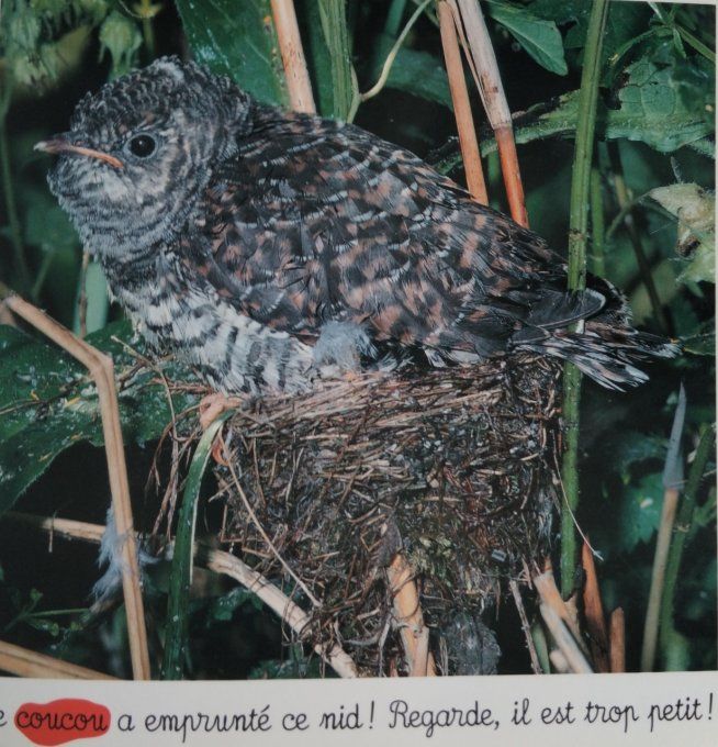 Animaux de la forêt