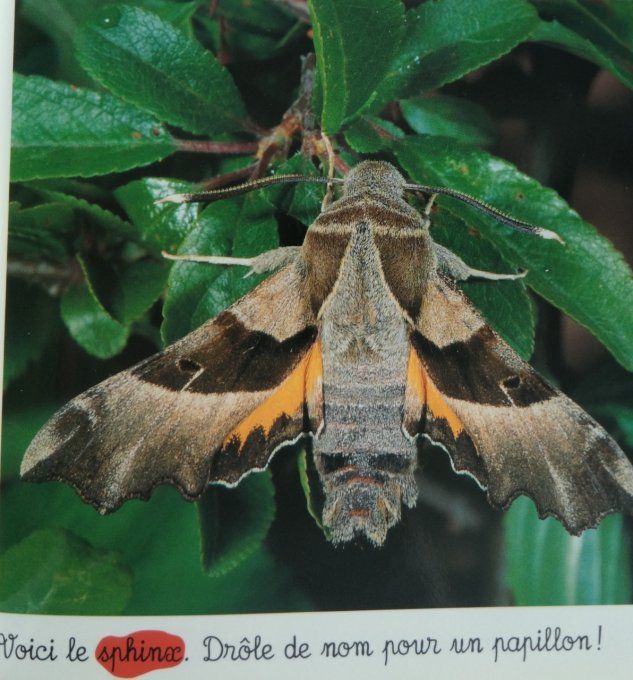 Animaux de la forêt