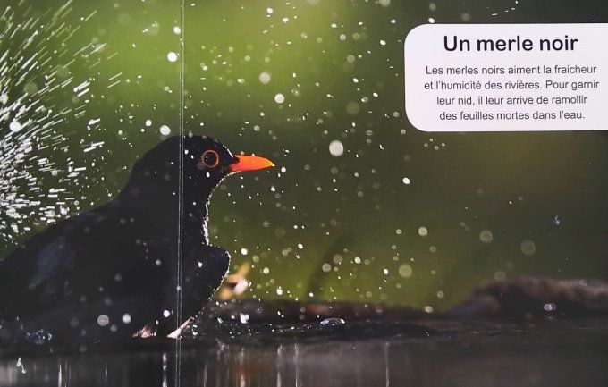 Au  bain ! Mon imagier des animaux