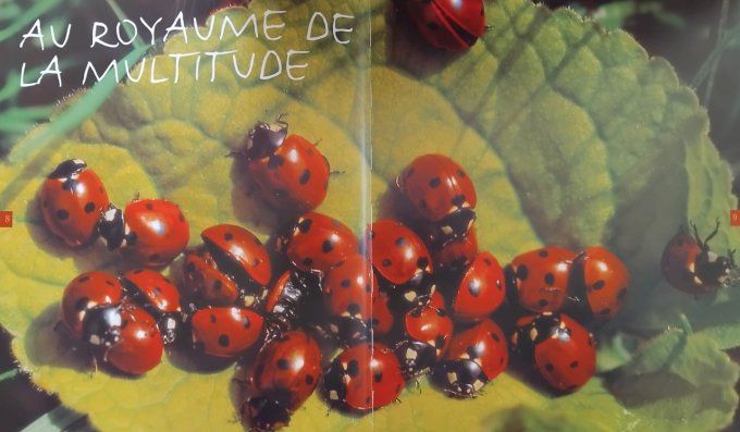 Au pays des insectes