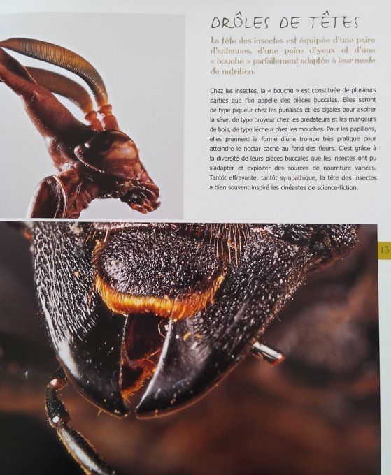 Au pays des insectes