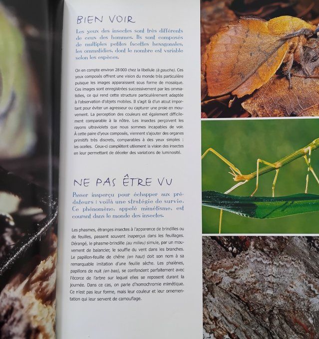 Au pays des insectes