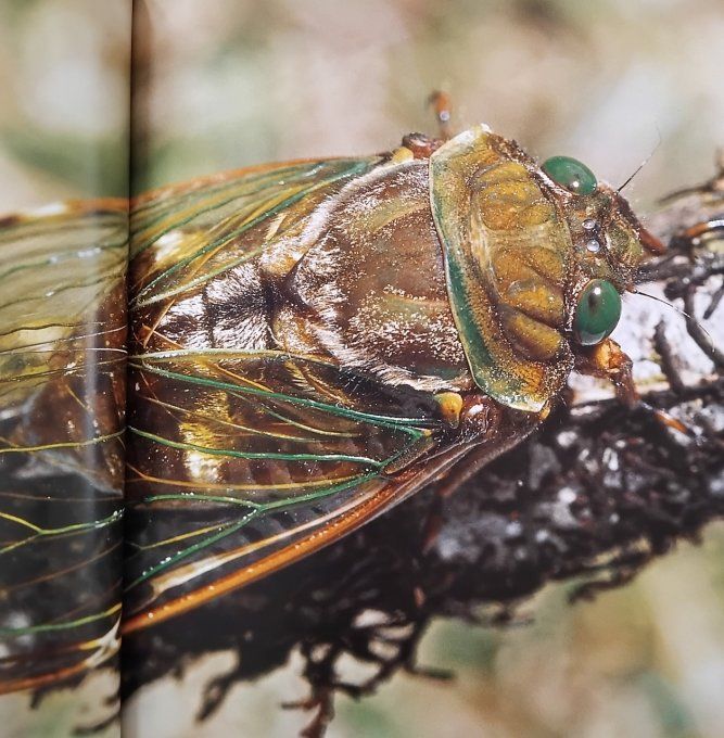 Au pays des insectes