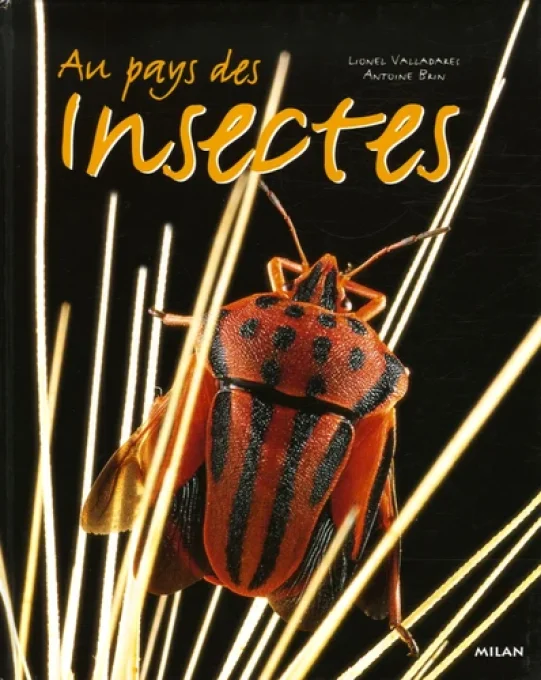 Au pays des insectes