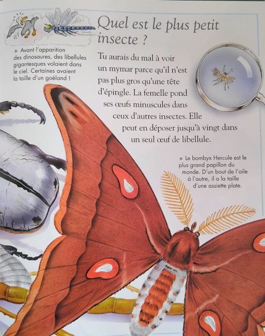 Questions/réponses insectes et autres petites bêtes