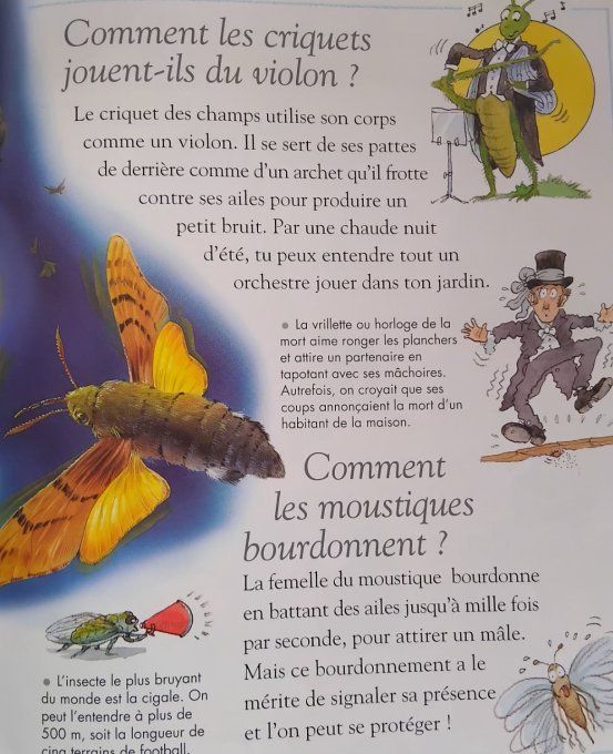 Questions/réponses insectes et autres petites bêtes