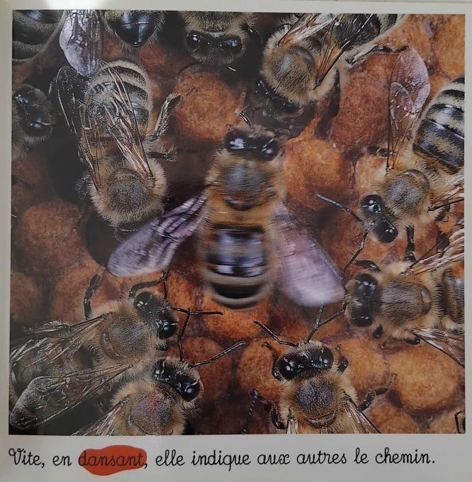 L'abeille