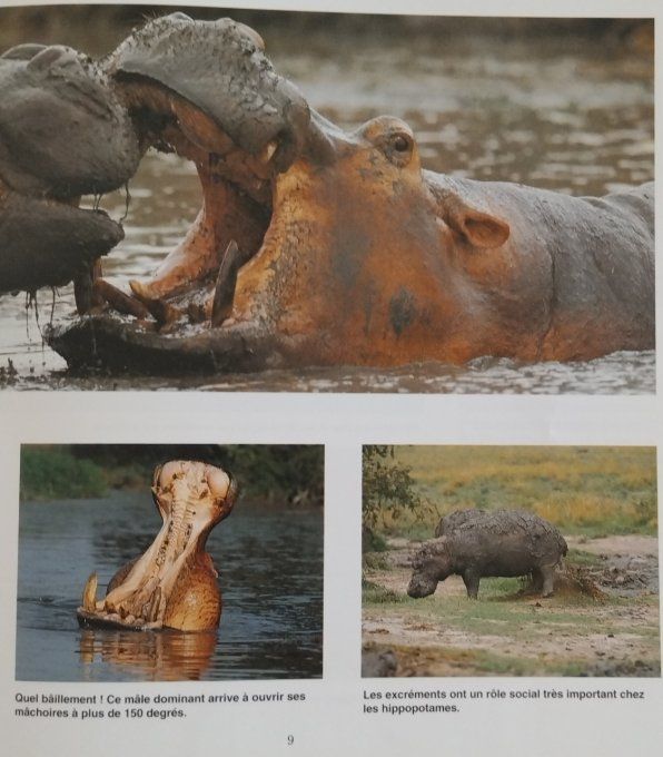 l'hippopotame drôle de sous-marin