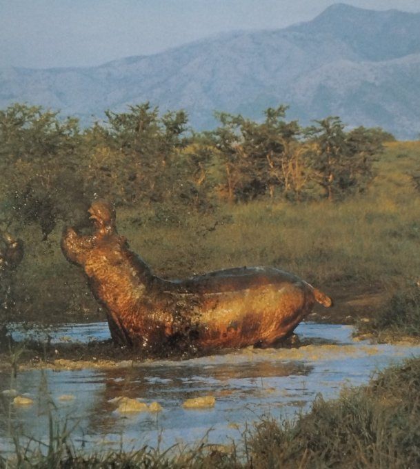 l'hippopotame drôle de sous-marin