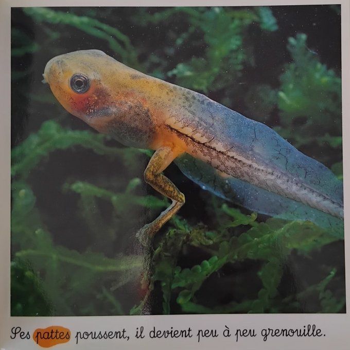 La grenouille