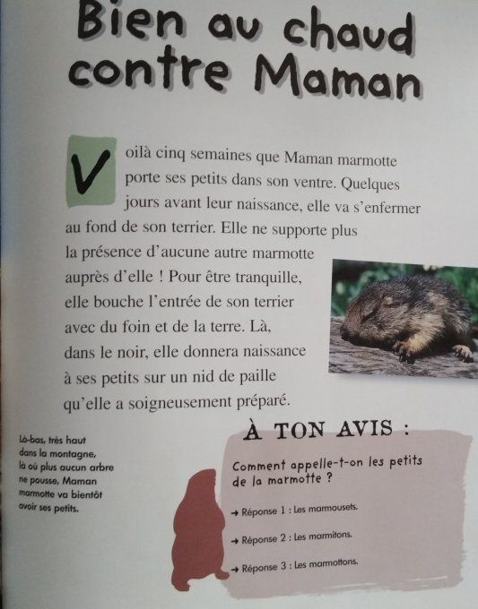 Qui es-tu ? La petite marmotte 