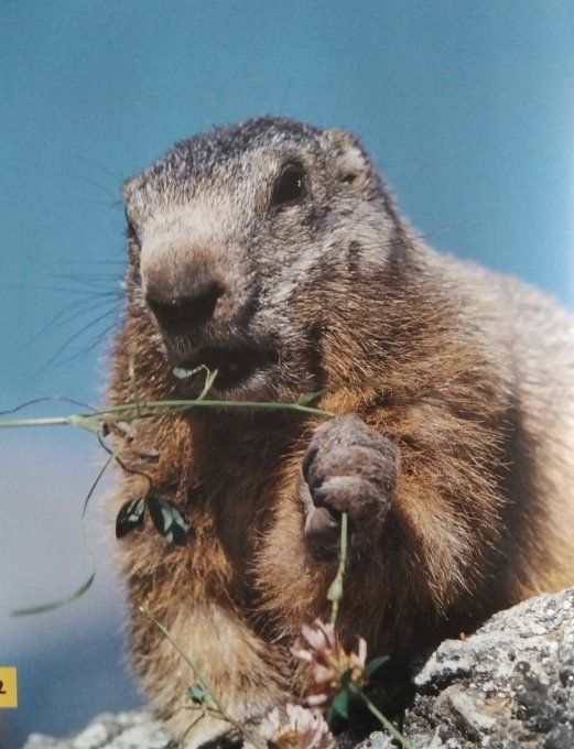 Qui es-tu ? La petite marmotte 