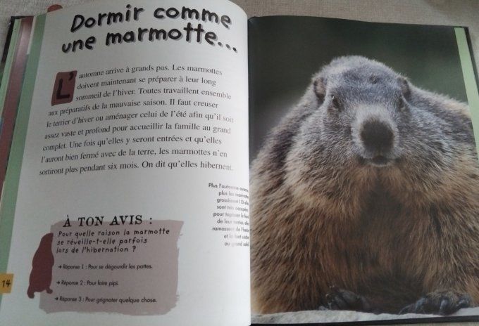 Qui es-tu ? La petite marmotte 