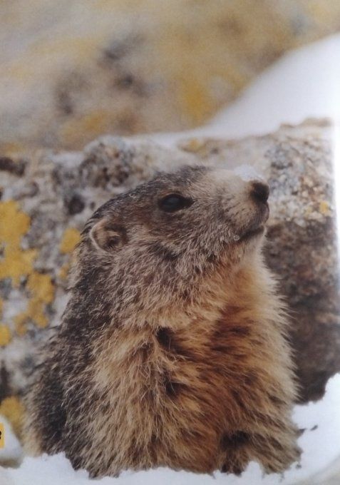 Qui es-tu ? La petite marmotte 