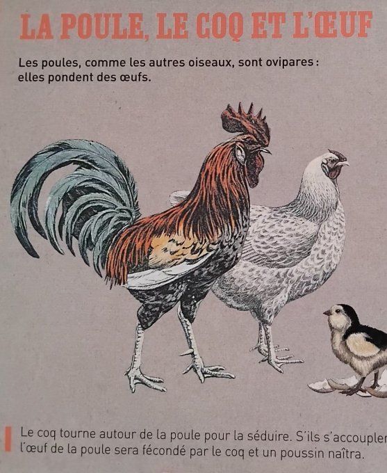 La poule et autres drôles d'oiseaux