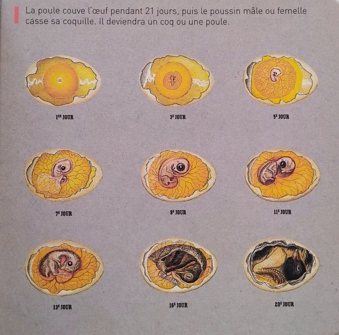 La poule et autres drôles d'oiseaux