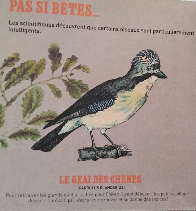 La poule et autres drôles d'oiseaux