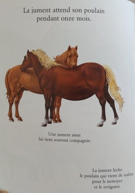 Cache-cache avec le cheval