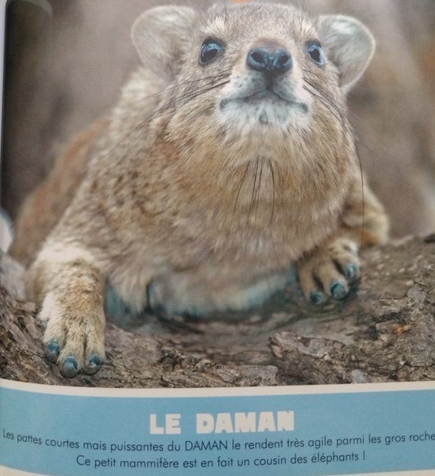 Le désert et la glace mon premier animalier