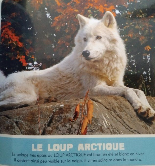 Le désert et la glace mon premier animalier