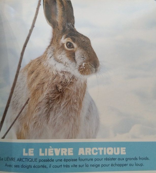 Le désert et la glace mon premier animalier