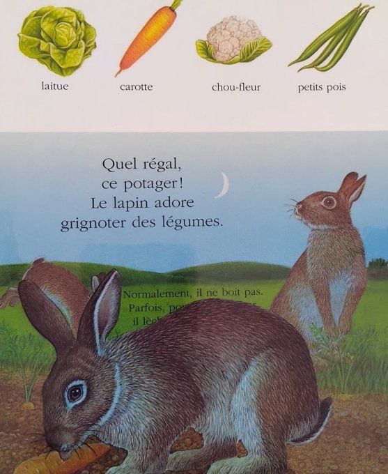 Le lapin mes premières découvertes