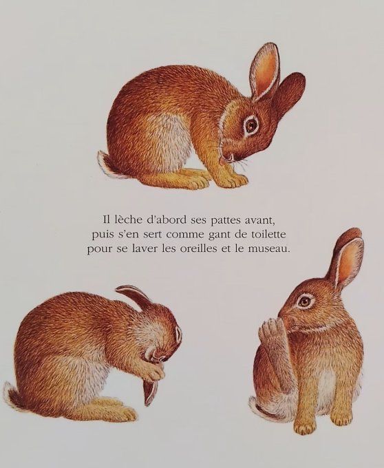 Le lapin mes premières découvertes