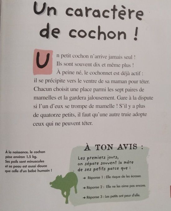 Qui es-tu ? Le petit cochon