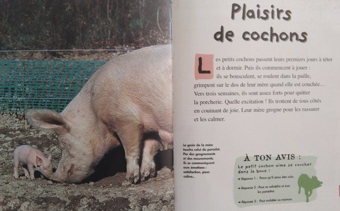 Qui es-tu ? Le petit cochon