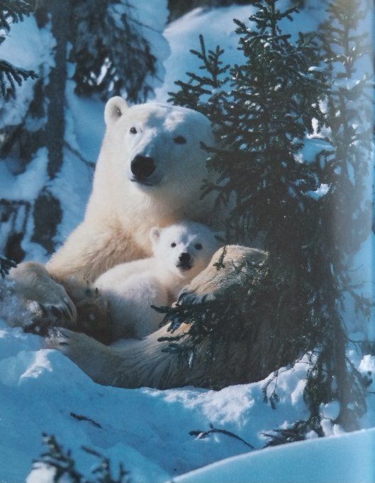 Qui es-tu ? Le petit ours blanc