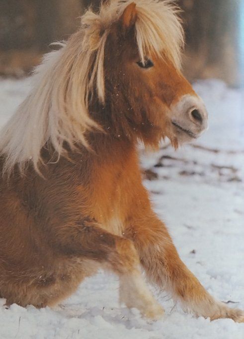 Qui es-tu ? Le petit poney