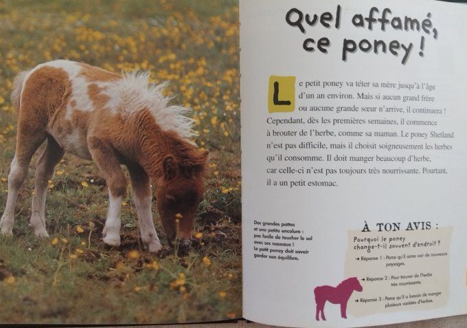 Qui es-tu ? Le petit poney