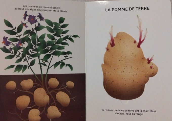 Légumes de saison