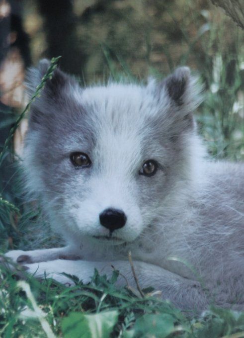 Les animaux des pôles