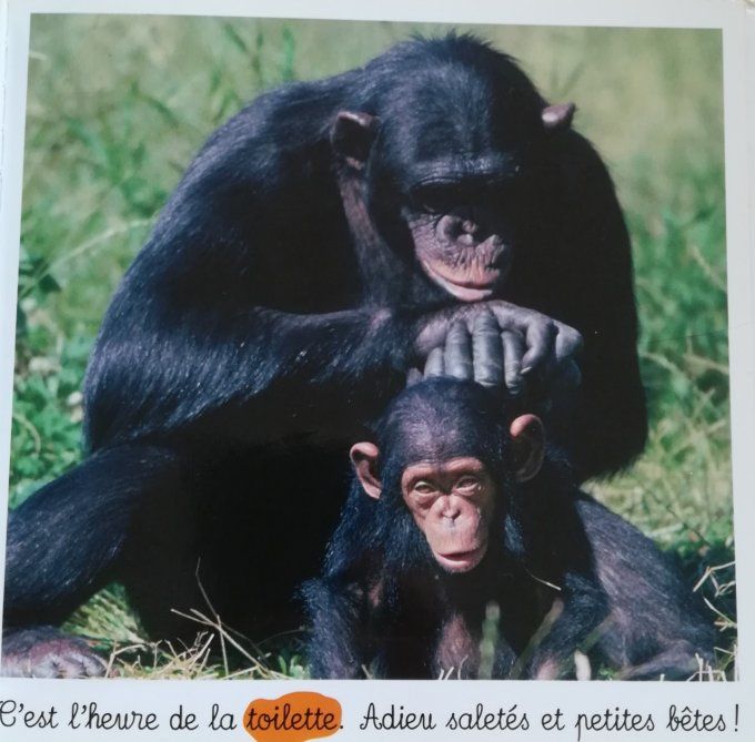 Les singes