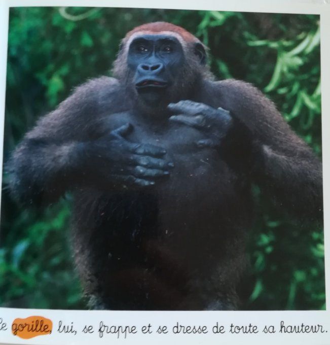 Les singes