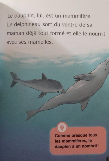 Les docs de Lou tout sur les dauphins