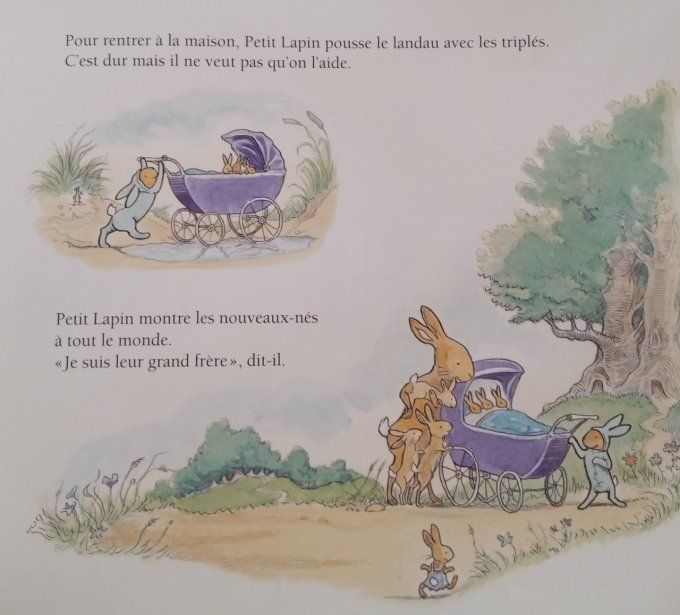 Un nouveau bébé chez Petit Lapin